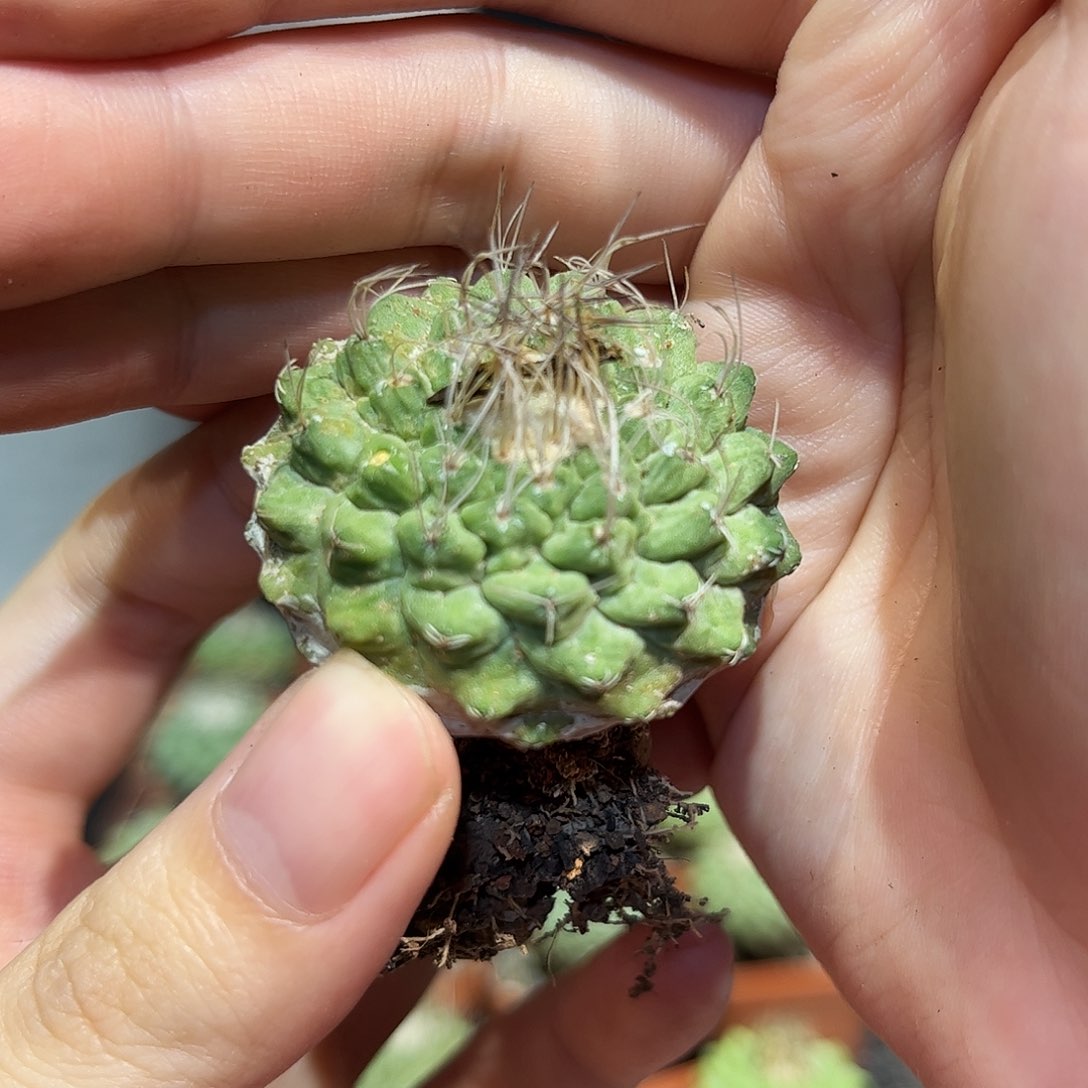 3.8cm实生控养出霜老菊水