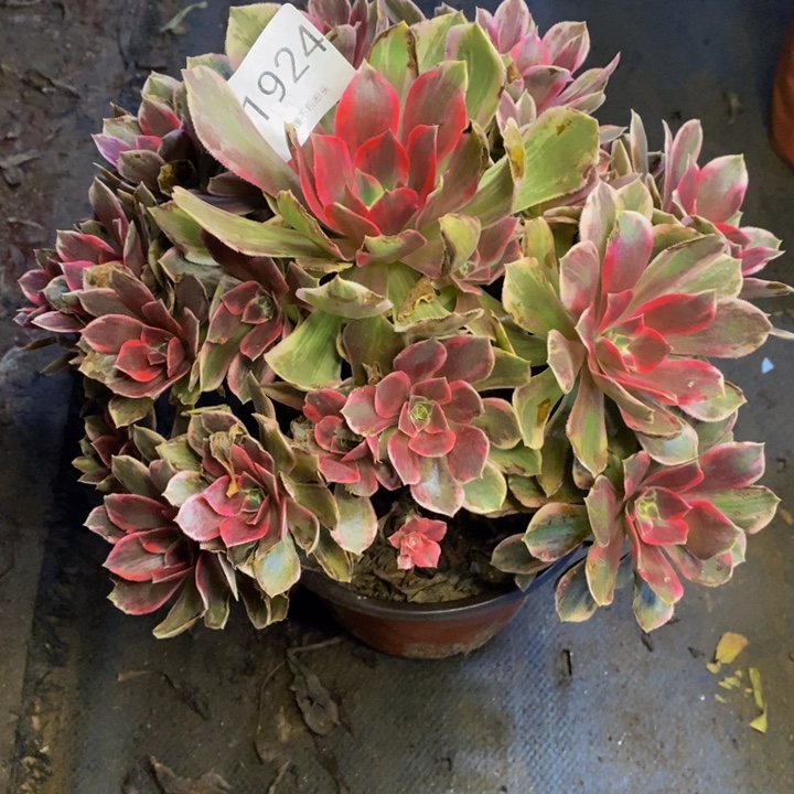 浣纱多肉断头不包1924