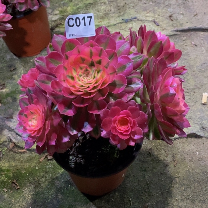 倾城多肉植物017