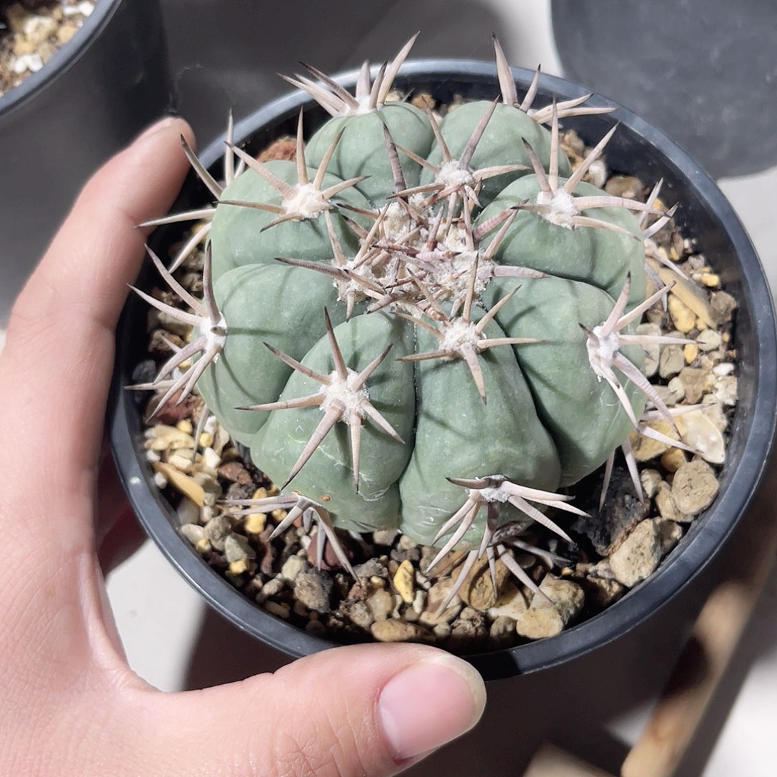 苗接自根平丸仙人球