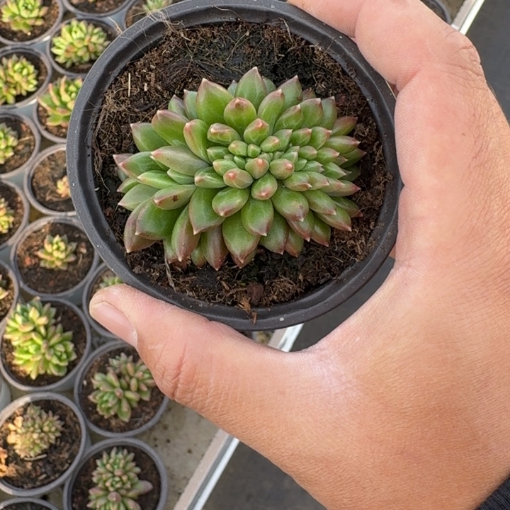 柏拉图 缀化 一物一拍