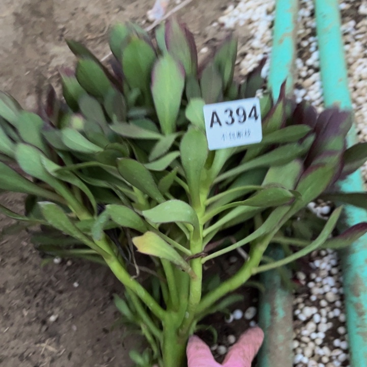 394红酒原叶多肉法师不包断枝