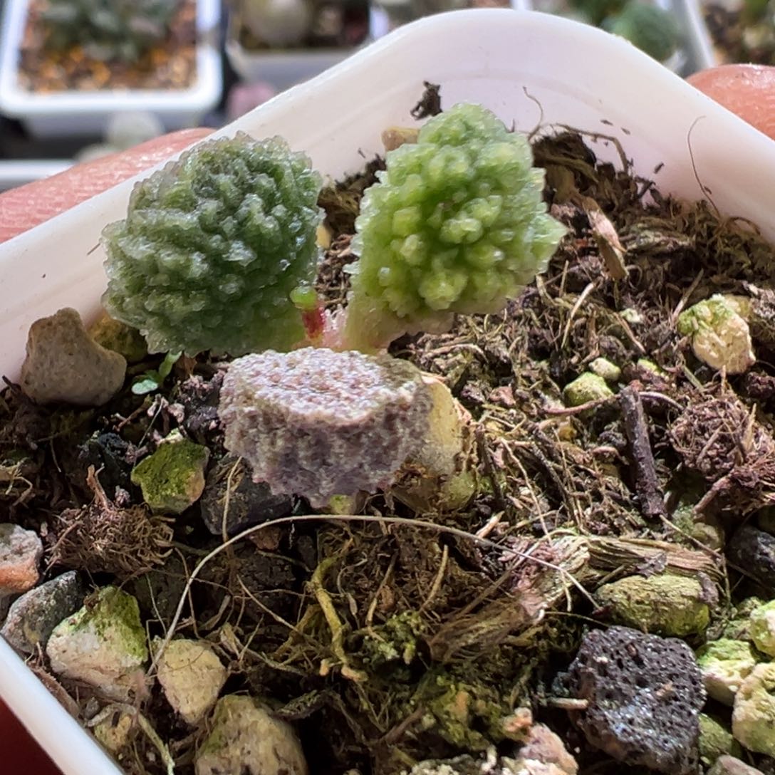 实生新品多肉植物水泡