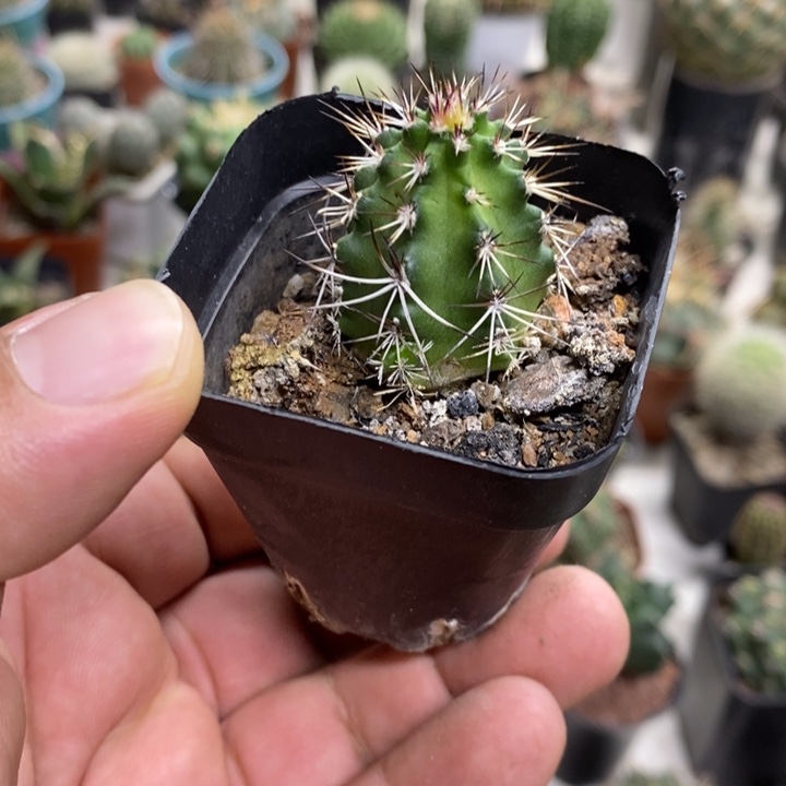 实生达氏青花虾特价