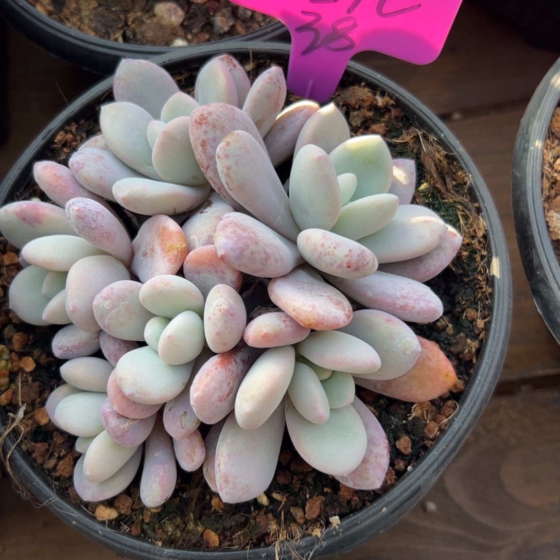 宝***儿粉兔111111111111