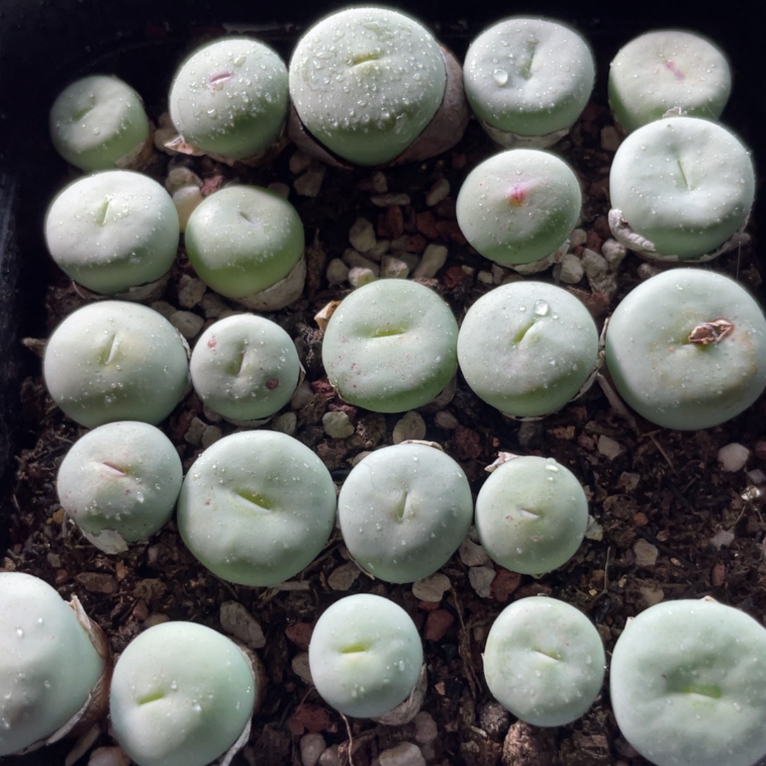 大盆特价一物一拍～41