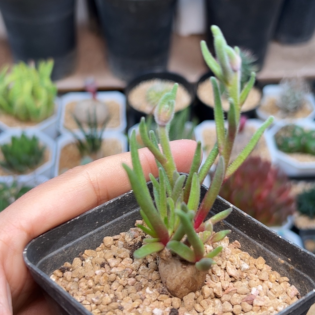 淡青霜一颗          