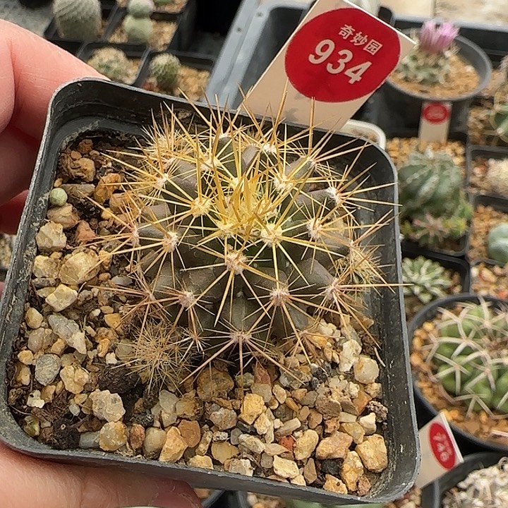 实生金刺球群一颗3677