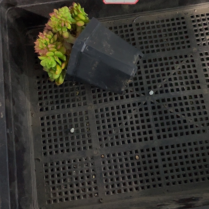 夏***沫69号筐一个缀化带盆