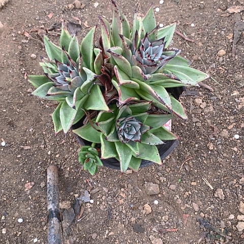 878乌木多肉植物