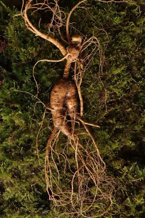 长白山林下参（1号人参链接）