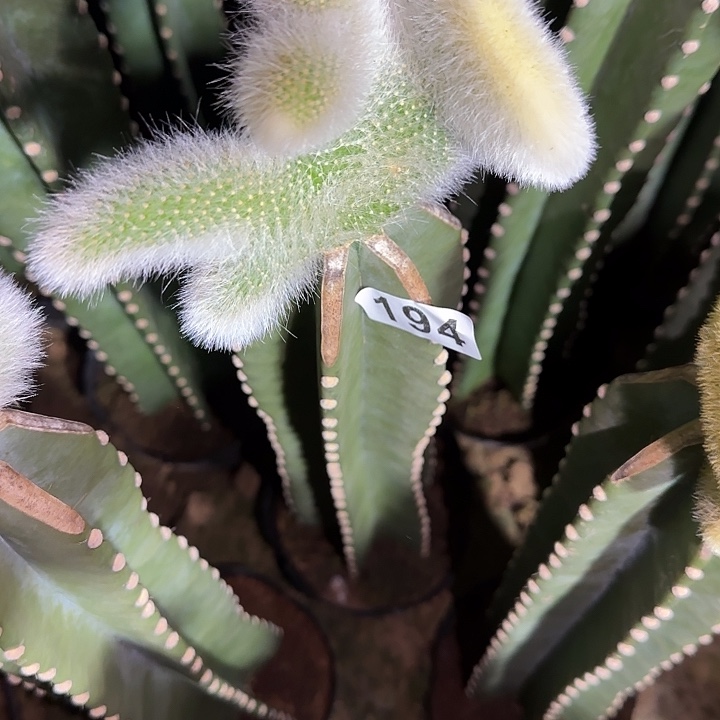 拾***…无花朵嫁接九尾狐缀194