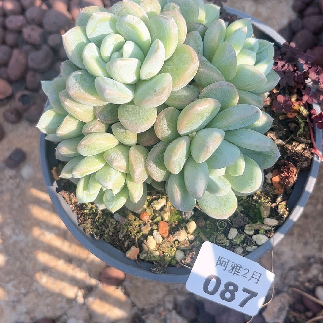 阿雅园艺。    087