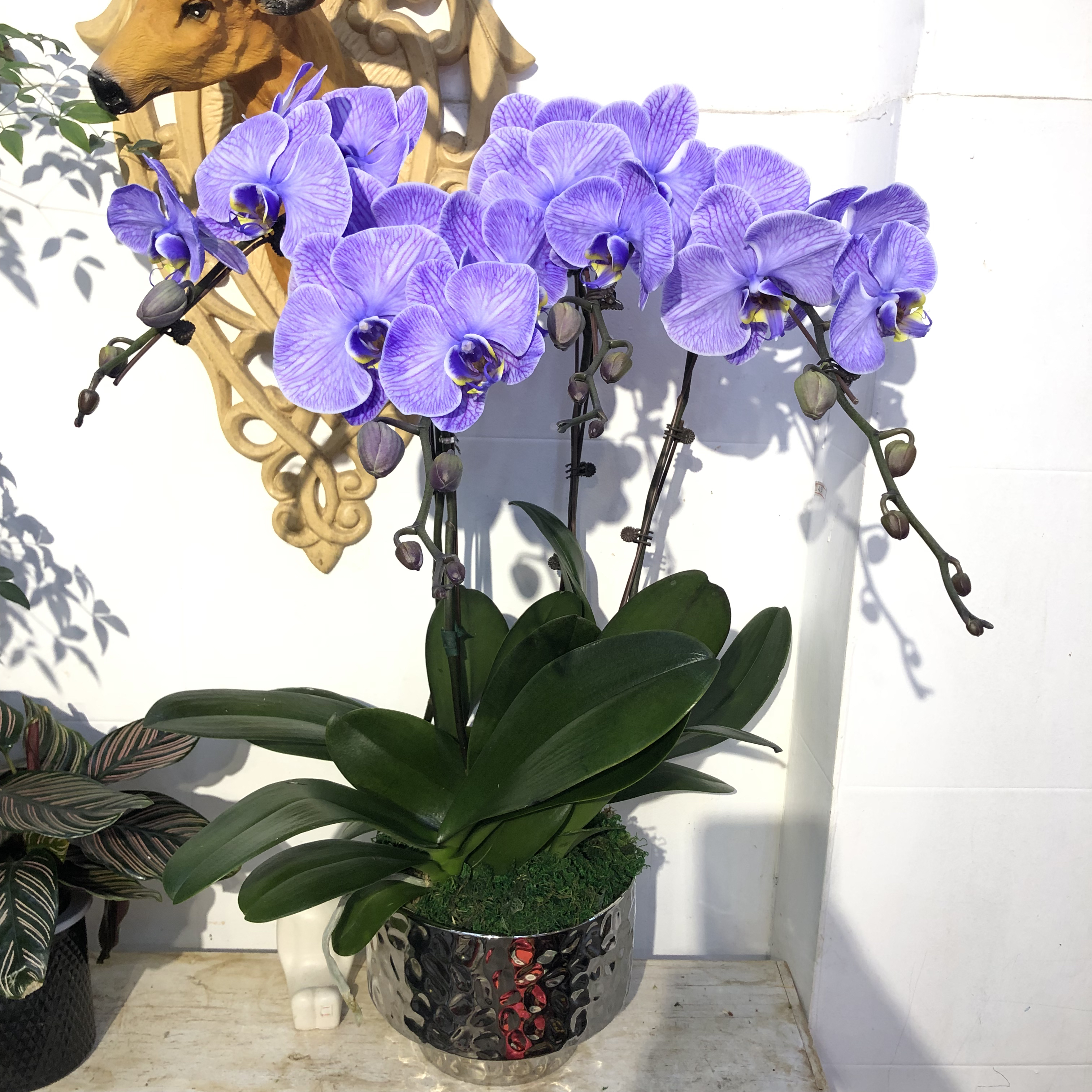 紫气东来 财运亨通（年宵花首选