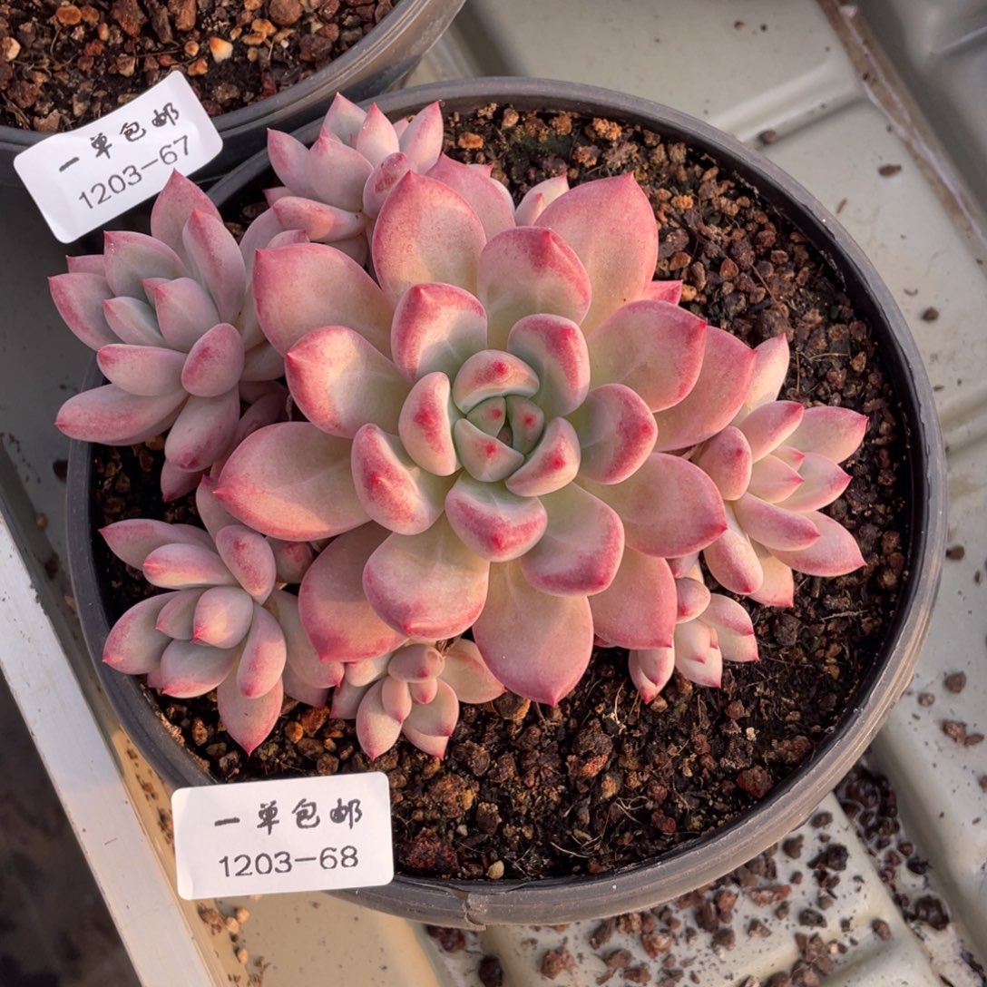 1203-68-香克斯，。。。。。。，，，