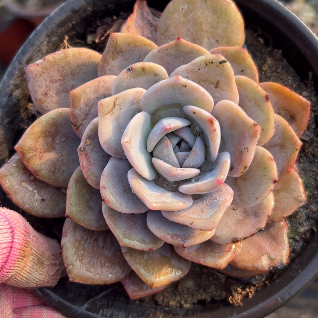 美杜中央音乐学院