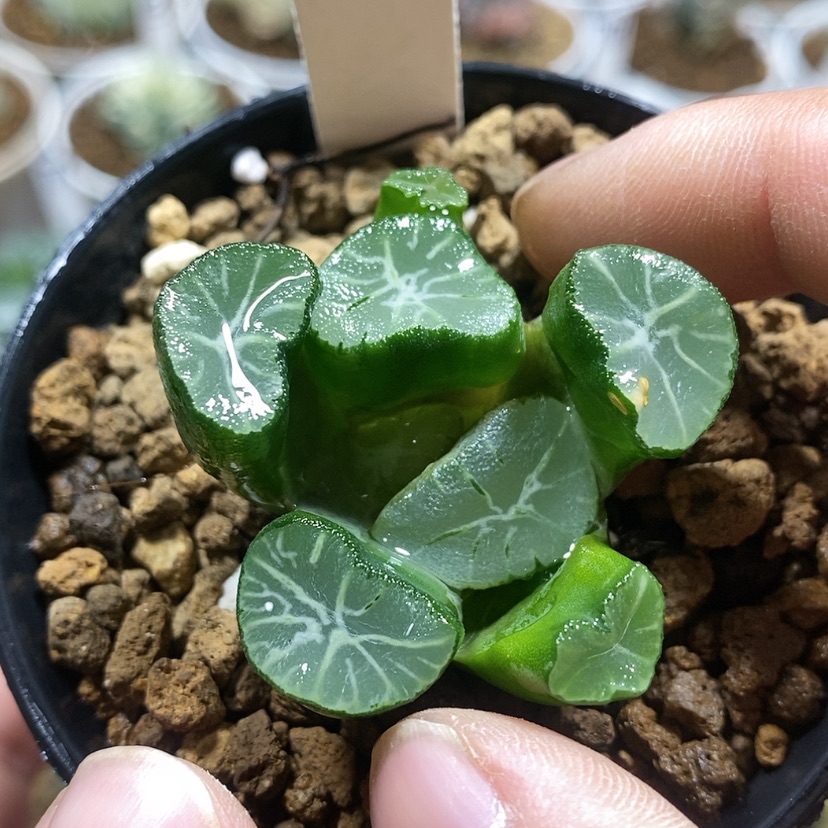 【闪购商品】50翠万象