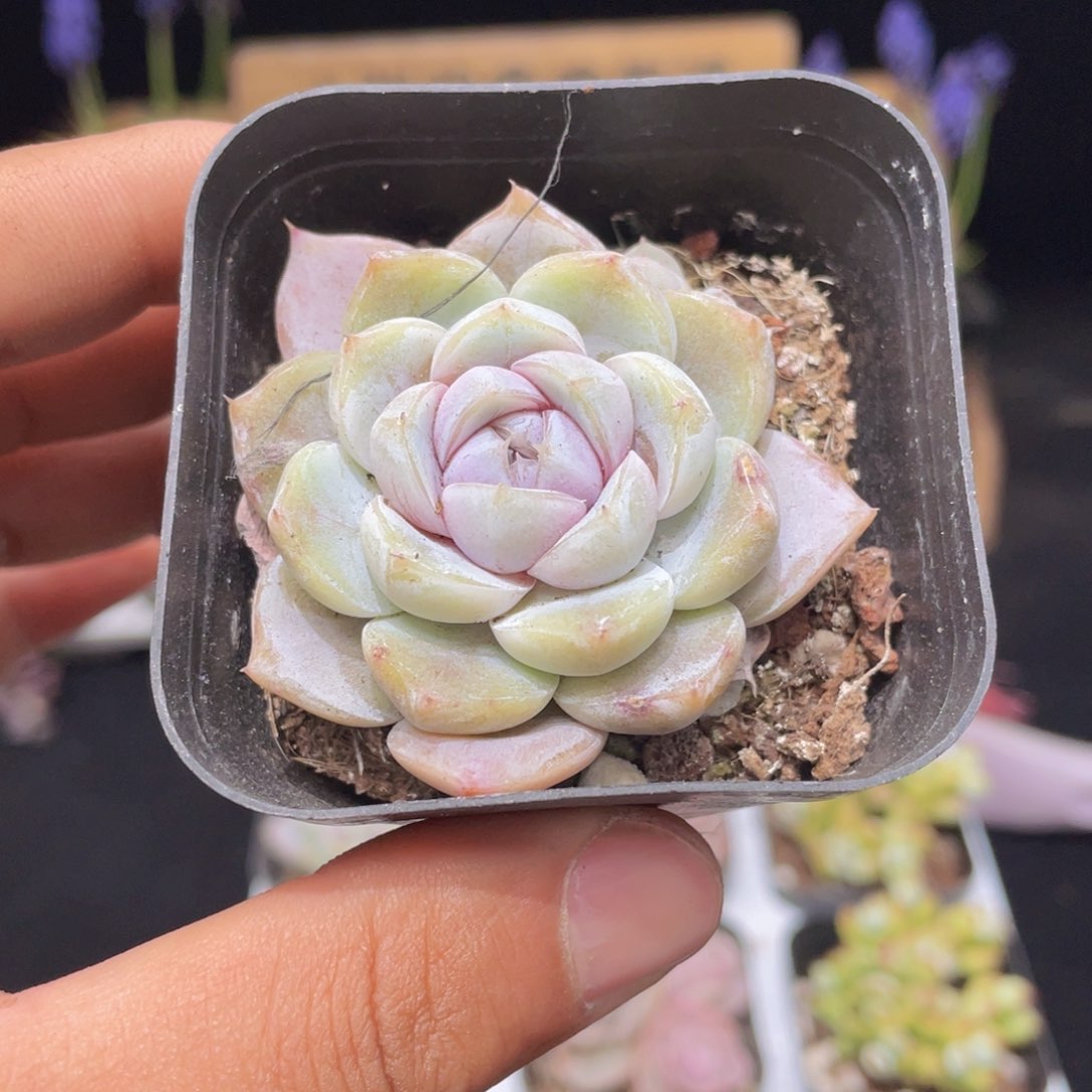 雪兔多肉9.9包邮发货