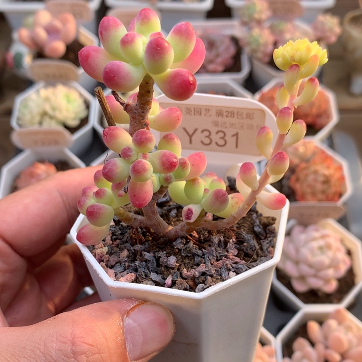 0331乙女心6厘米