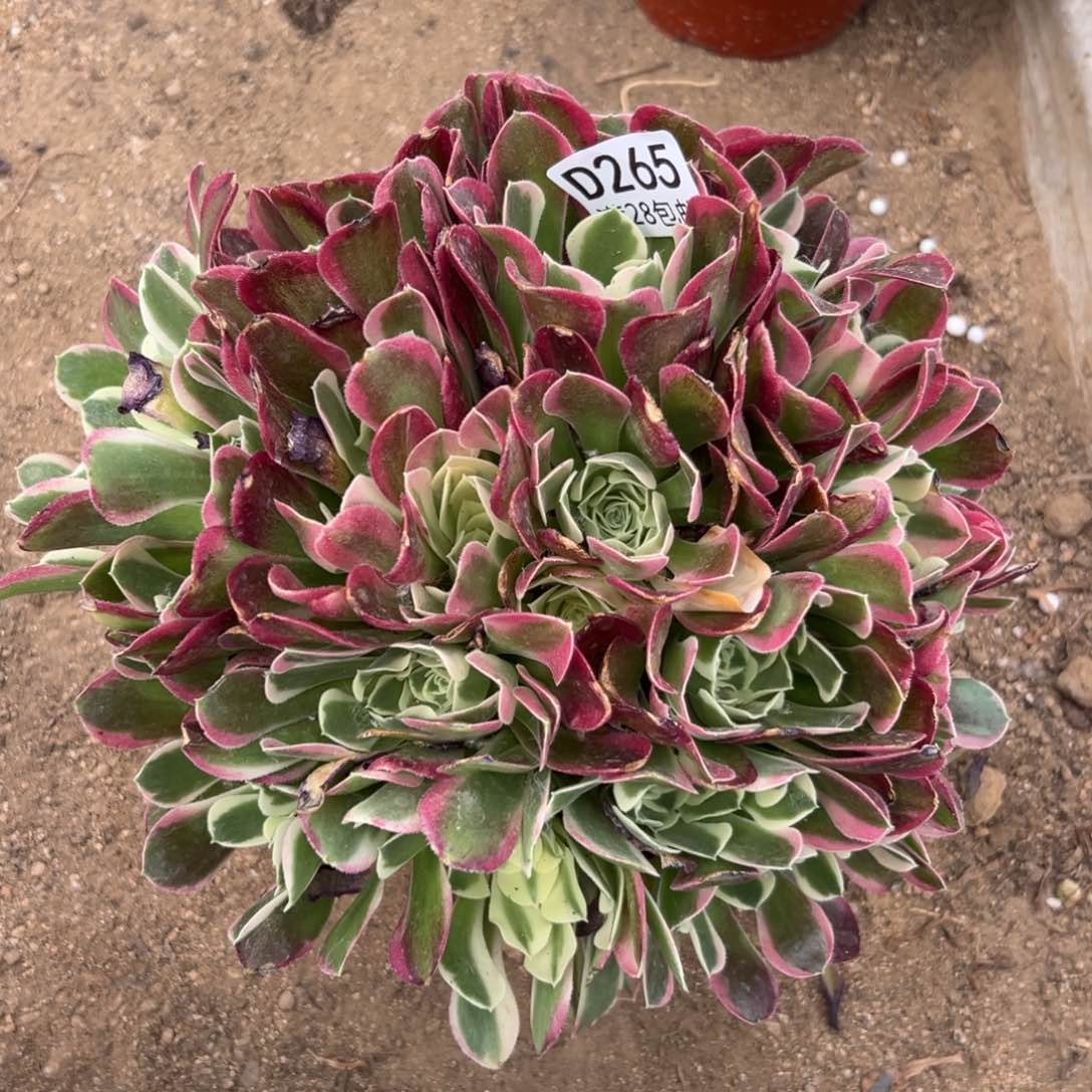 265多肉   雨花石