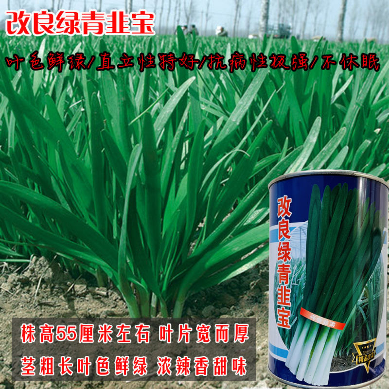 改良绿青韭宝韭菜种子高产抗病不休眠不干尖可做韭黄种植蔬菜种子