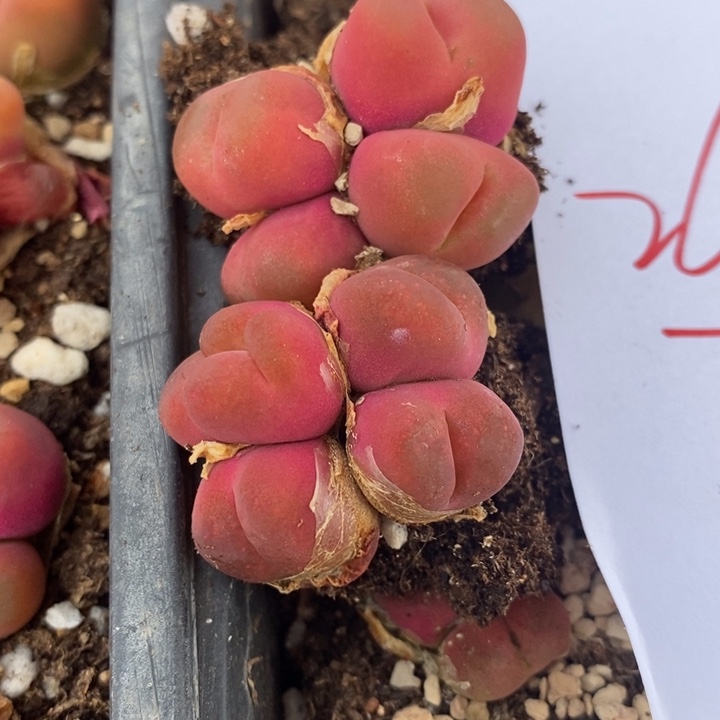 26129两颗一组一组