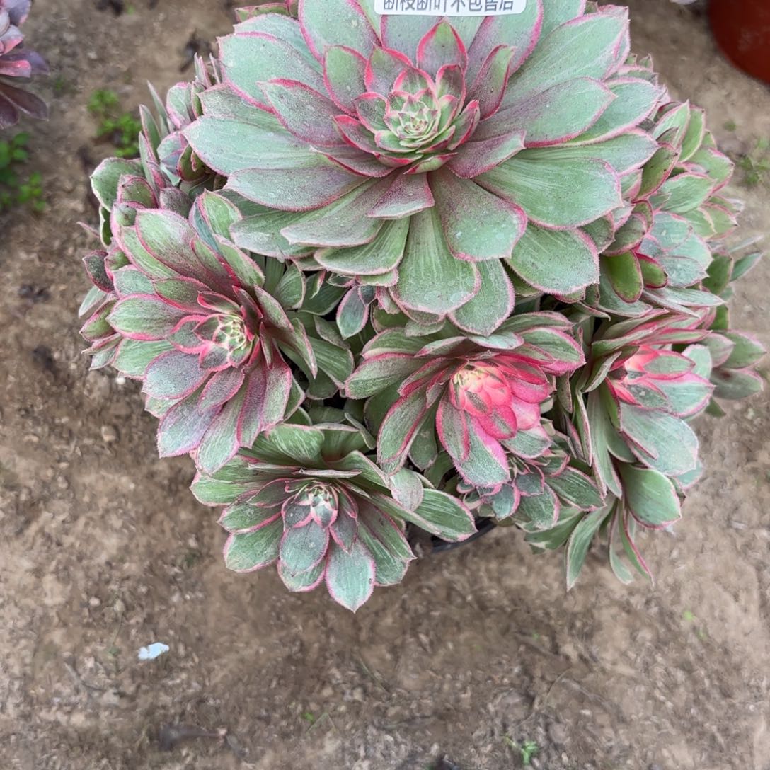 M. 2650莲花座多肉，bafen