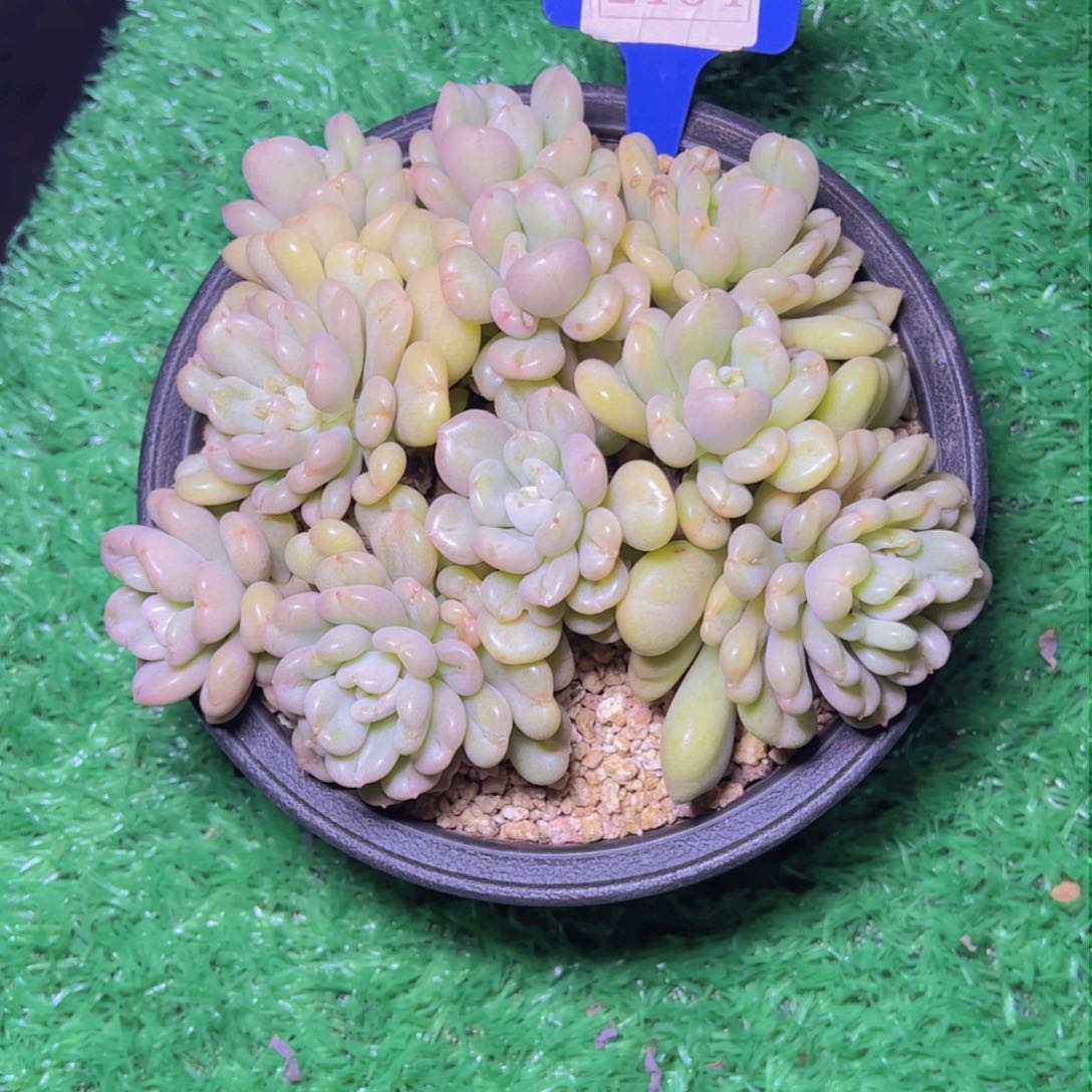 迟*早比尔盖茨2134多肉植物