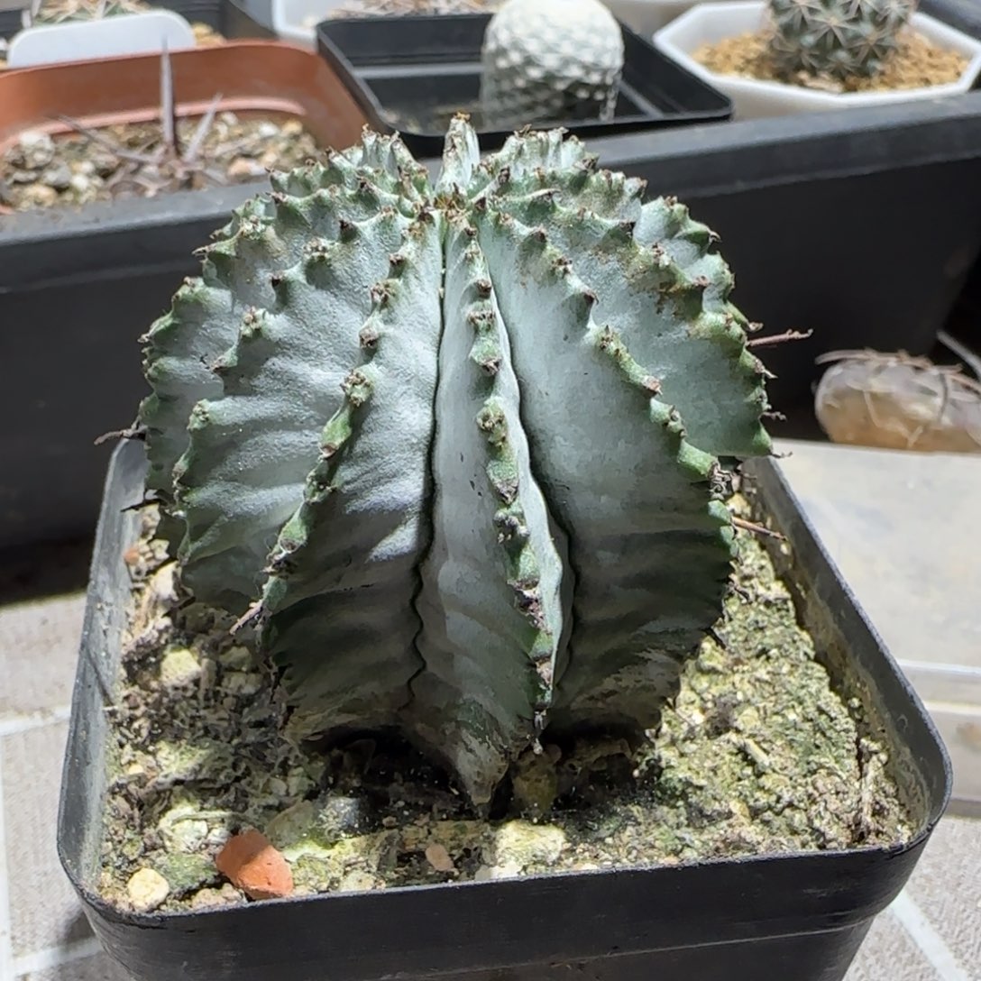 峰***c0522实生关白多肉4.9带盆