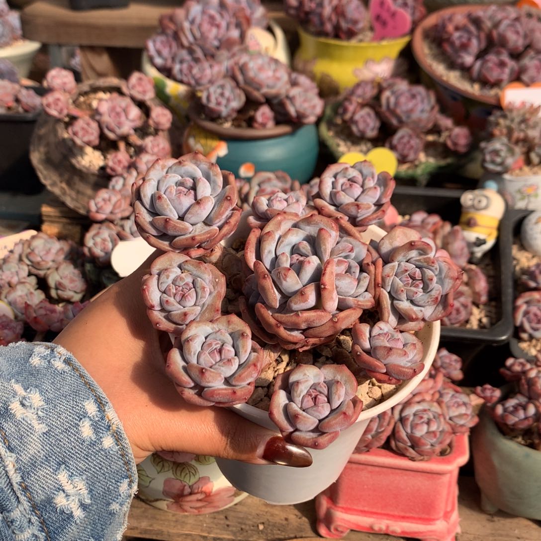 无砍哈哈哈哈哈哈6