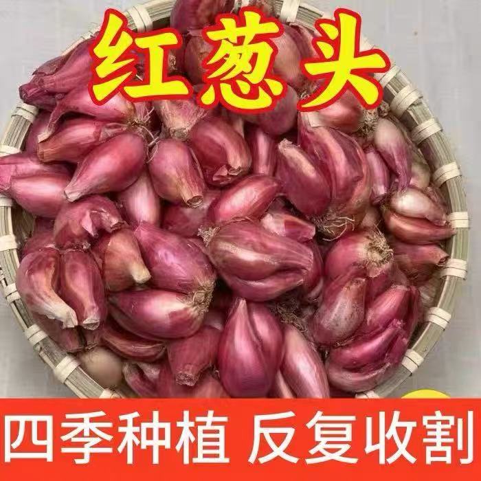 红葱头火葱头小香葱秋冬四季阳台庭院盆栽泡沫箱一茬一茬吃不完