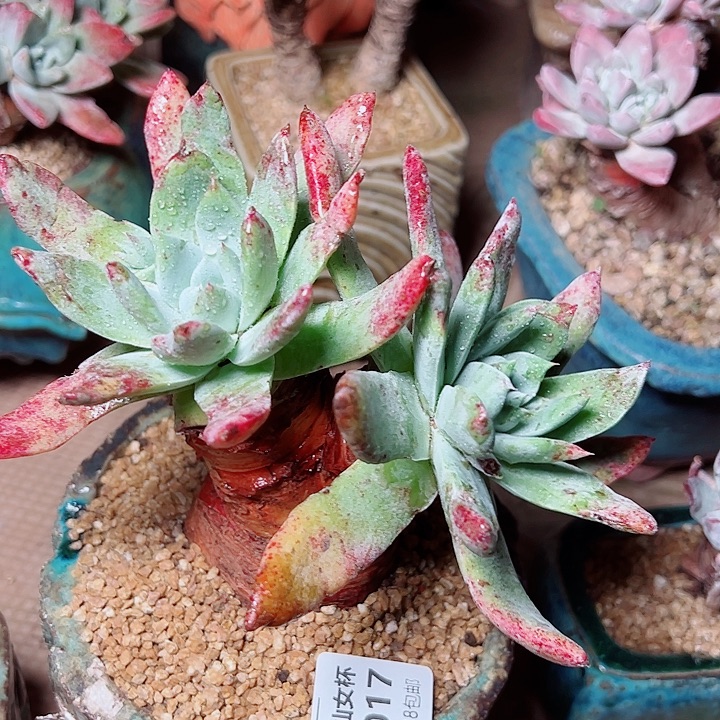 8017牡丹仙女杯多肉