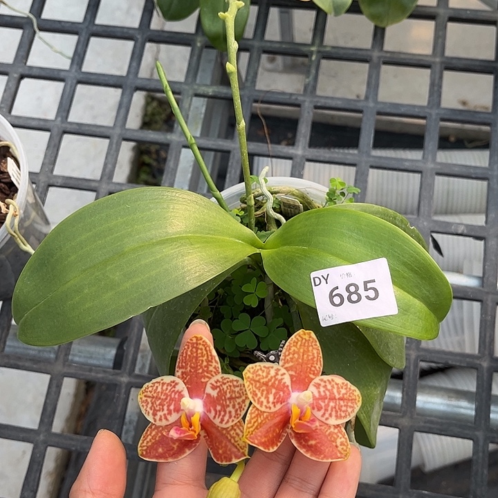 完全开放685号特价瑕疵苗根叶不好任何原因不售后