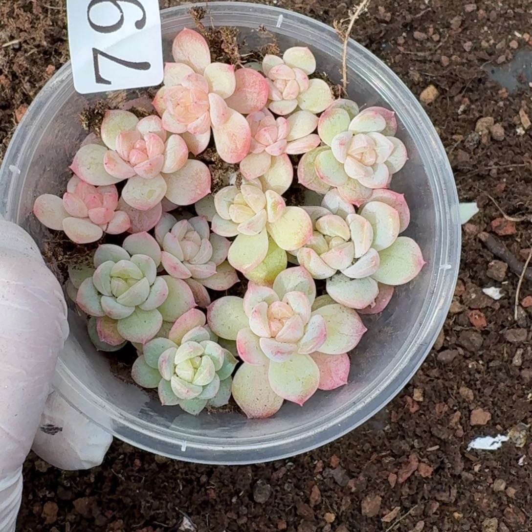 多肉植物多肉植物794