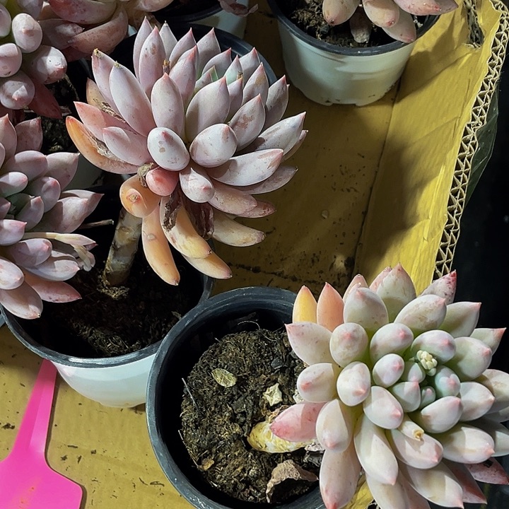 老庄大所罗门带盆土发