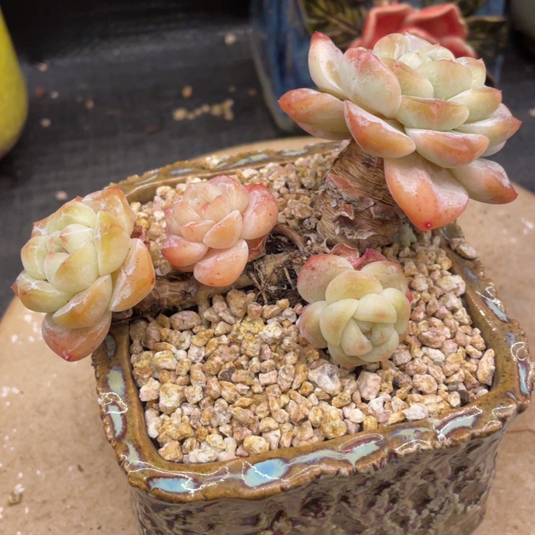 你***．弥鹿之森一物一拍