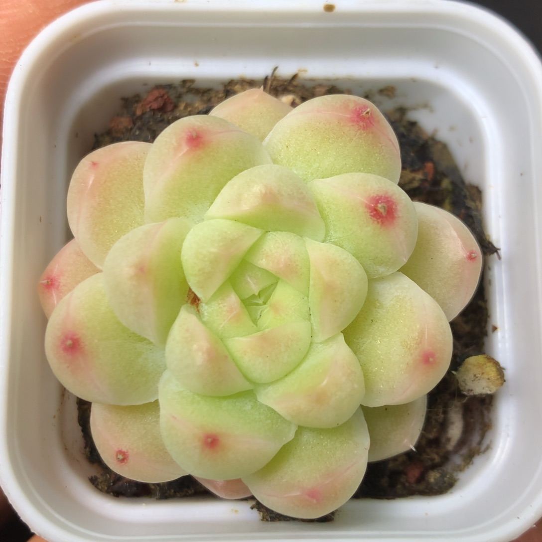 2 精品多肉一物一拍