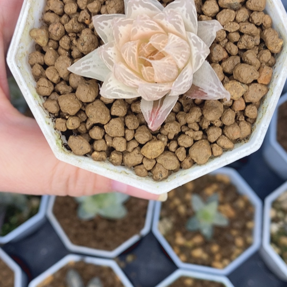 十二卷红水晶锦111