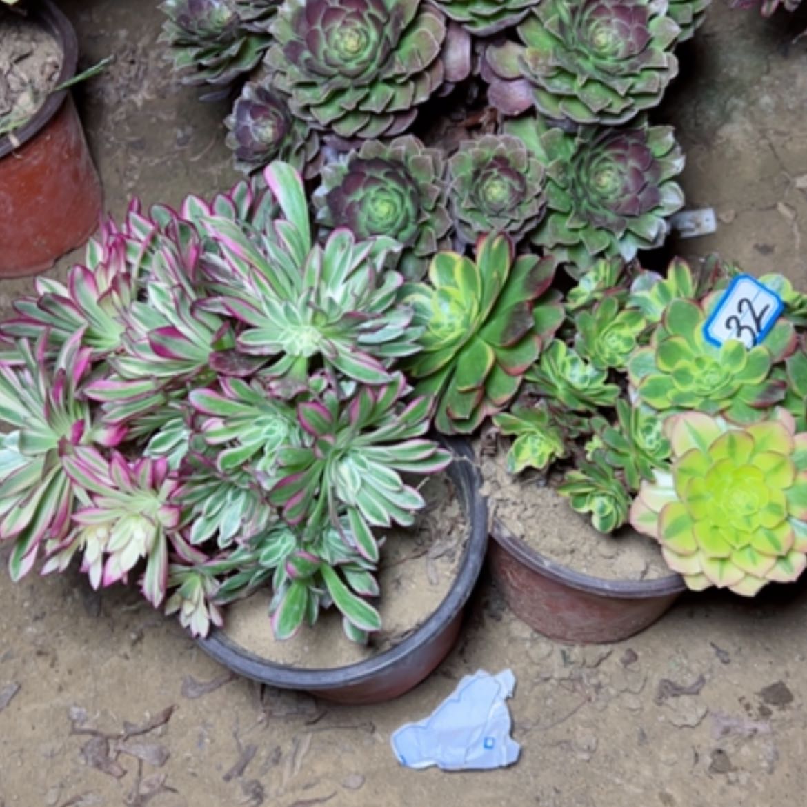 【闪购商品】多肉植物处理不售后23