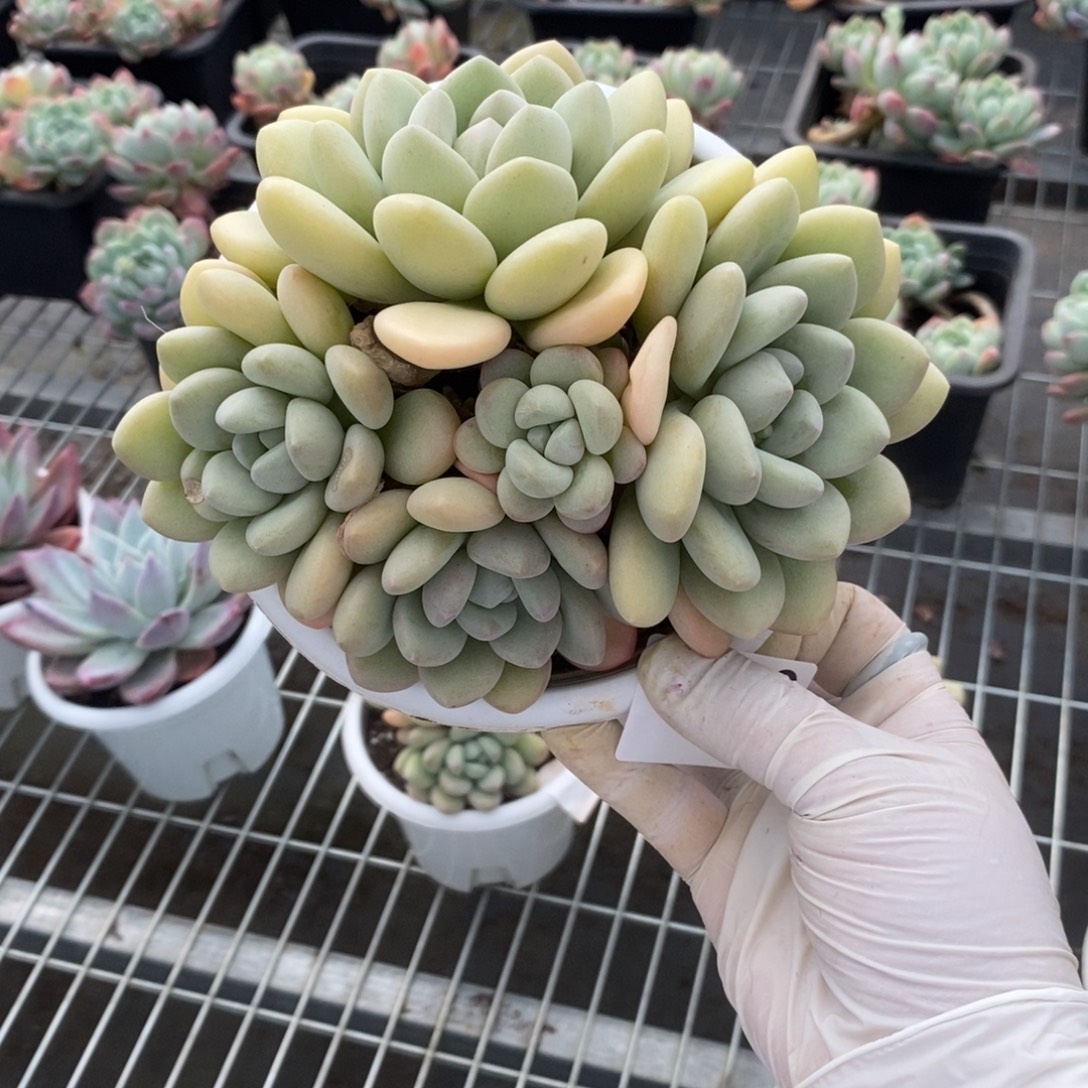 5129泡泡糖一物一拍