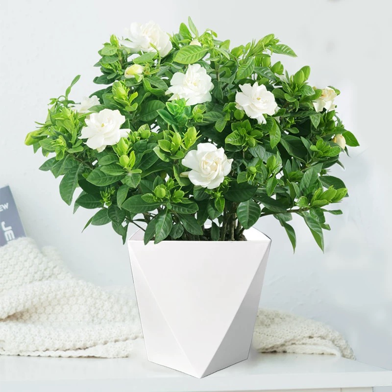 栀子花开花植物浓香室内办公室阳台好养易活栀子香氛小盆栽