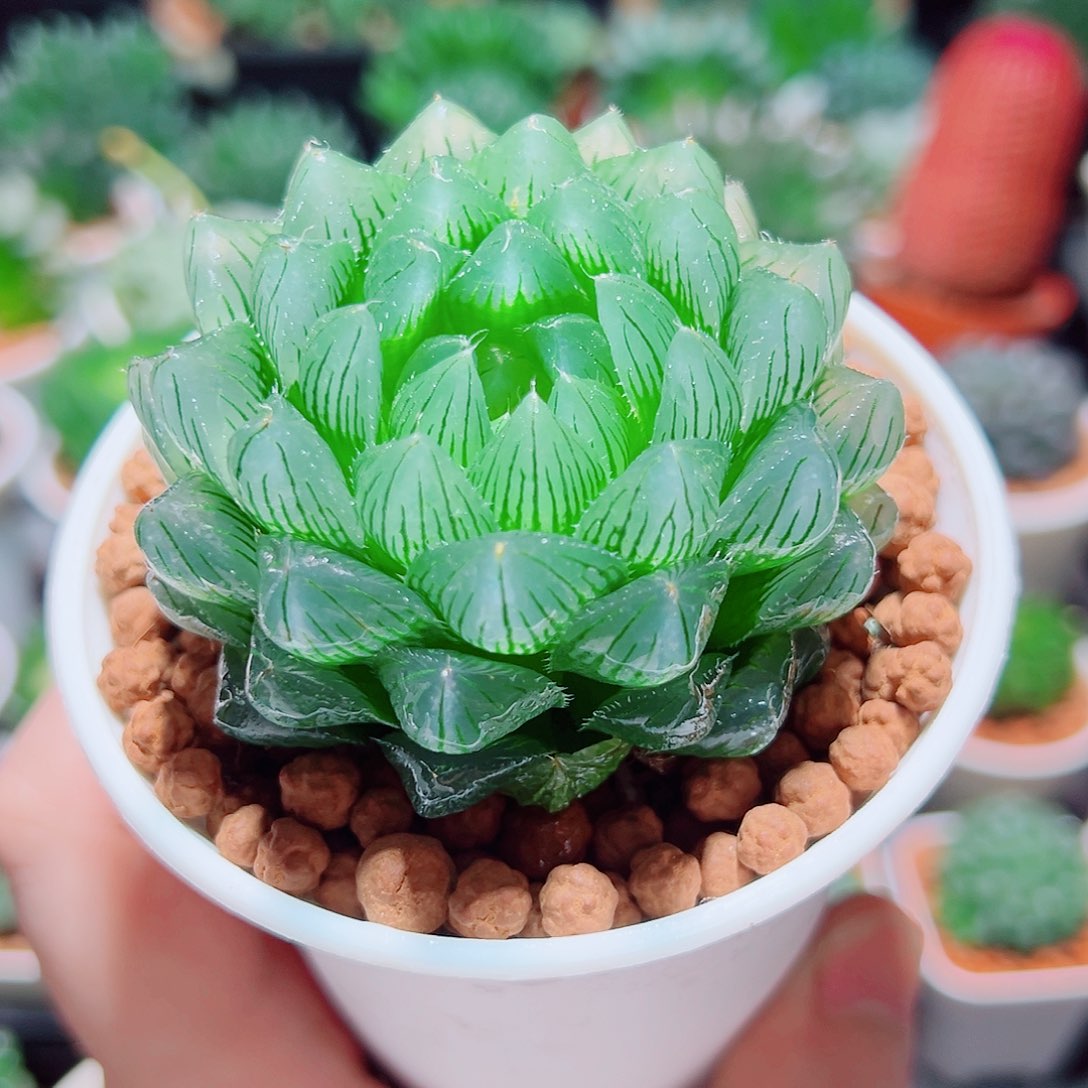 冰川玉露多肉多肉多肉