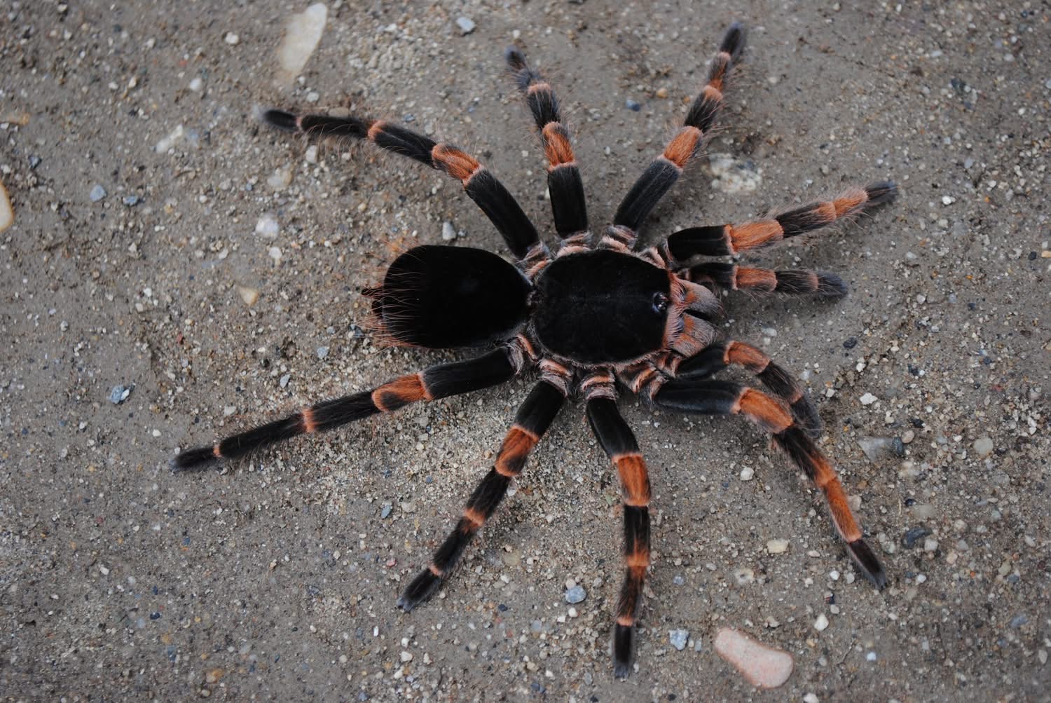 哥斯达黎加红脚mm（包活）