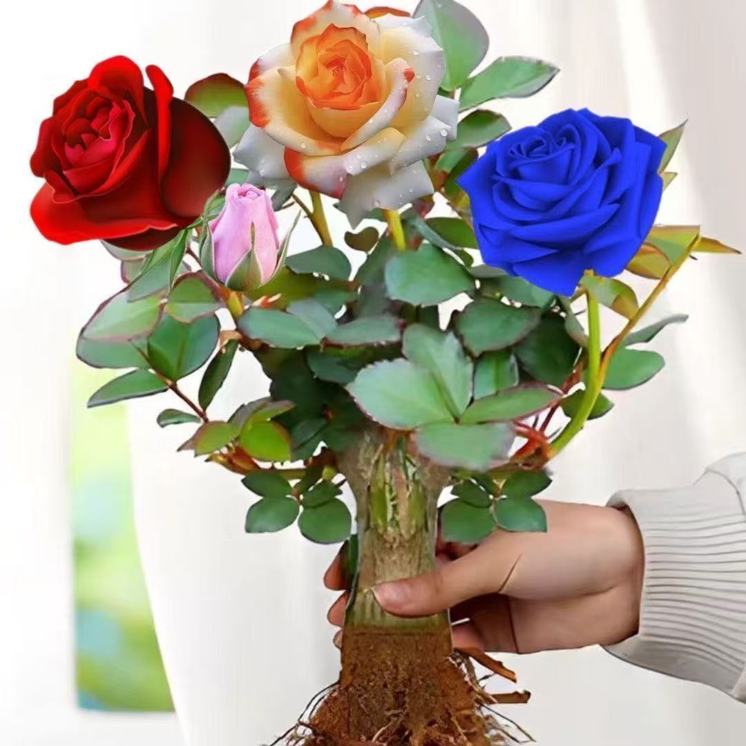 玫瑰老根花树苗四季开花蔷薇月季带浓香特大花卉绿植老根花苞盆栽