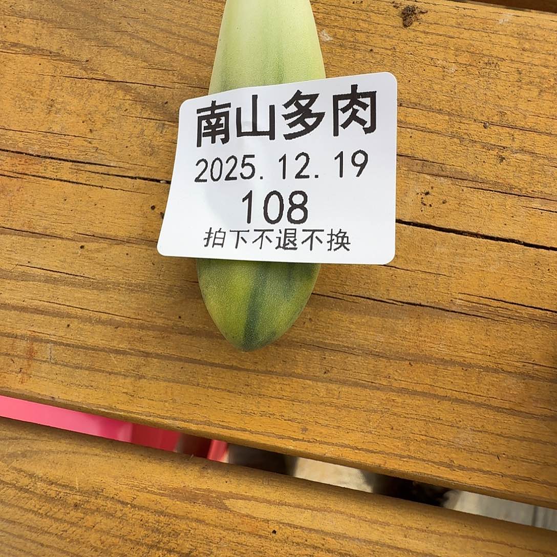 姬***君卡系拉丝锦叶111219-108