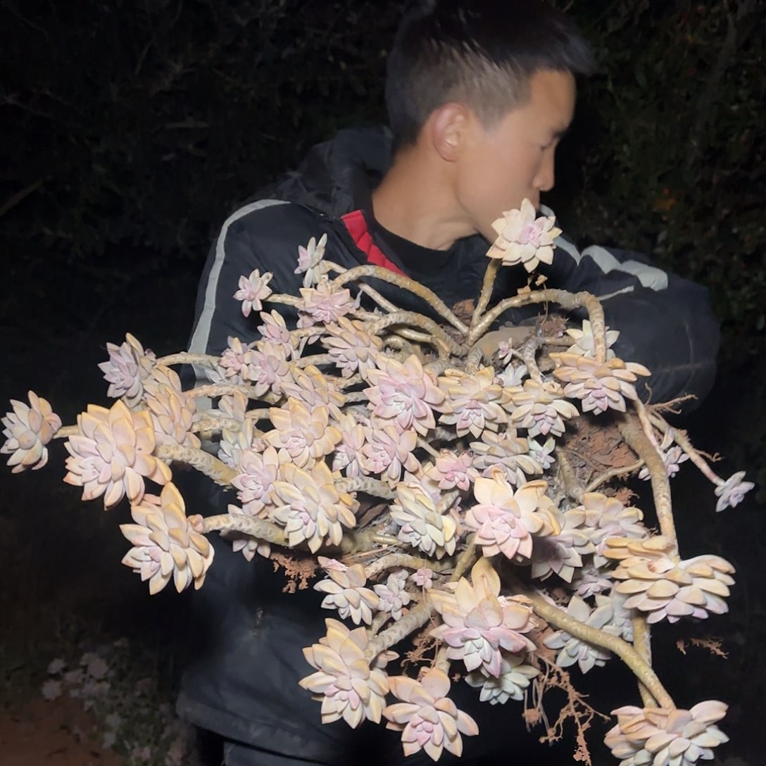 地栽大老桩淡雪多肉