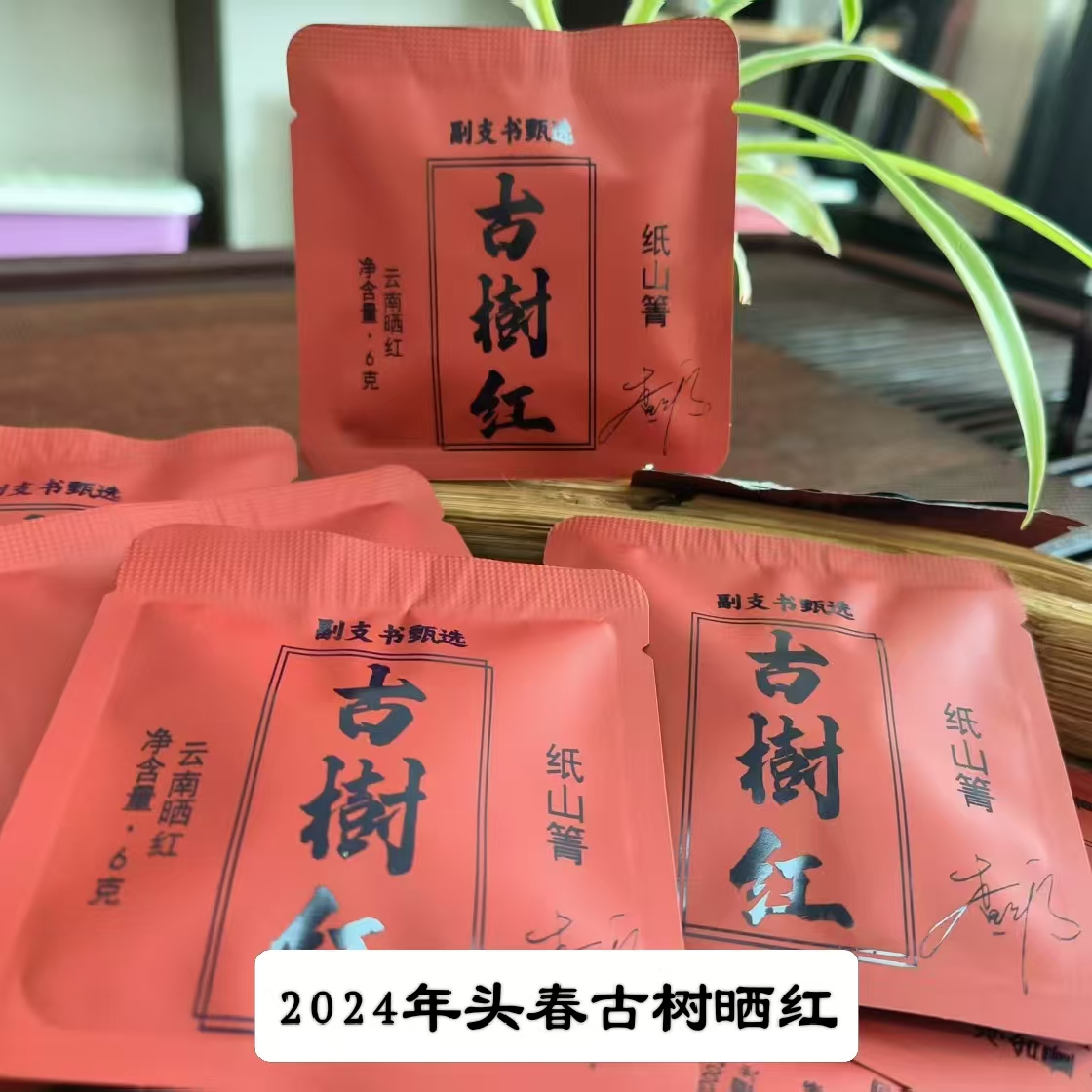 【副支书严选】2024年头春古树晒红6g小圆饼