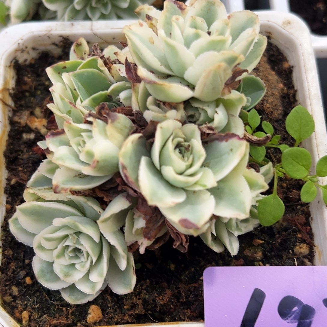 山地玫瑰锦秋夕697号