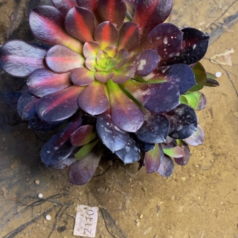 花娜锦多肉植物3036