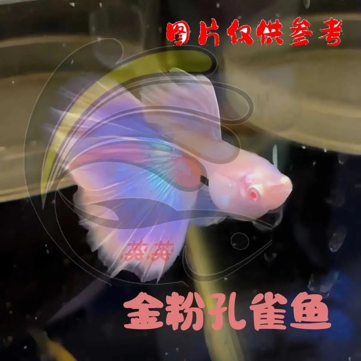 莫斯科紫白子金粉礼服孔雀鱼种鱼鱼苗压成观赏小鱼自家鱼房直销